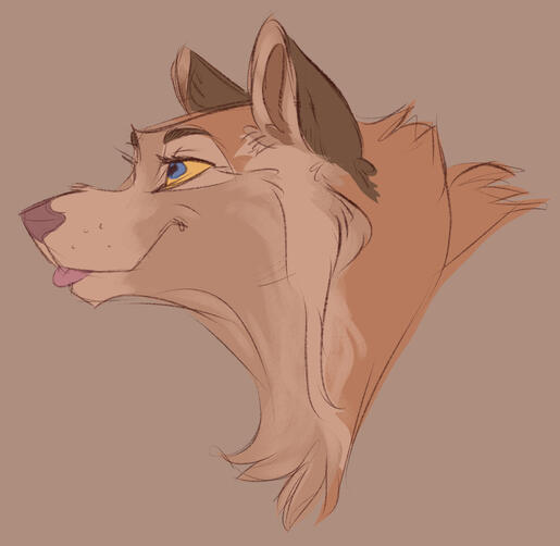 wolf sketch